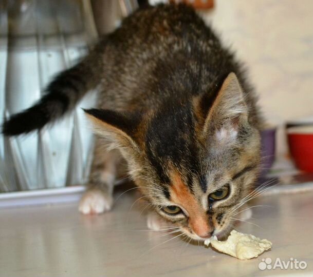 Котенок девочка