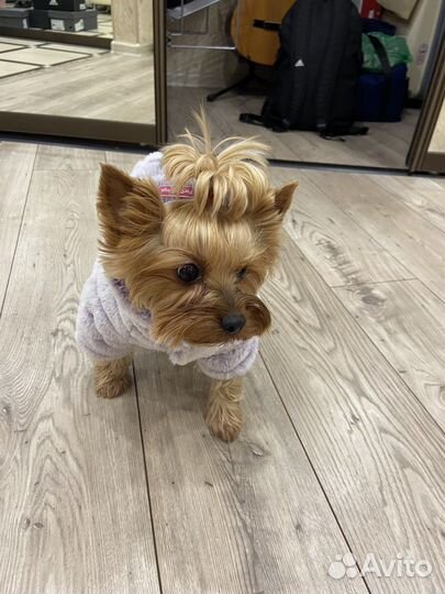 Зимний костюм для собак