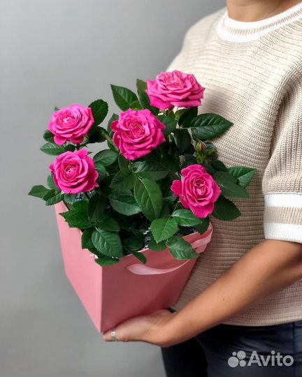 Роза в горшке