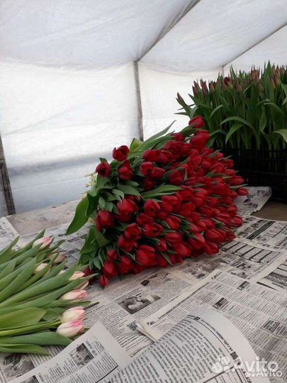 Тюльпаны оптом