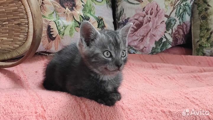 Дымчатый котёнок (мальчик) Триша