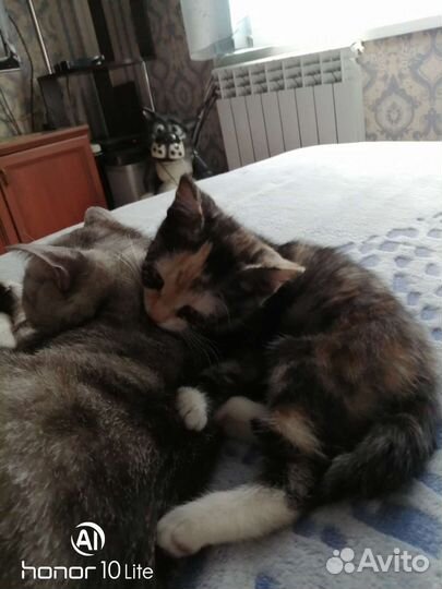 Кошка в дар бесплатно