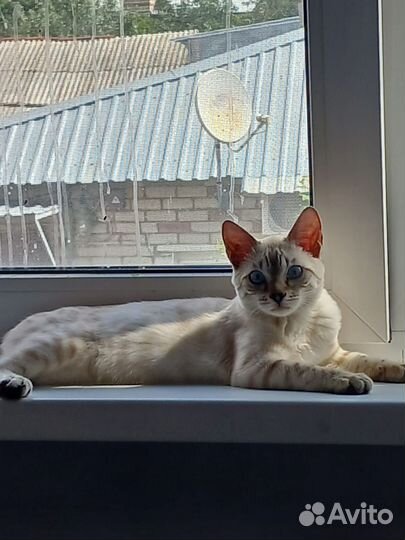 Бенгальская кошка продажа