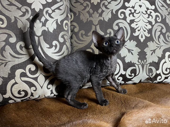 Девон-рекс Черная Алмазная