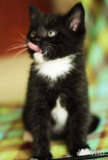 Пуховые котята - маркизы для вас