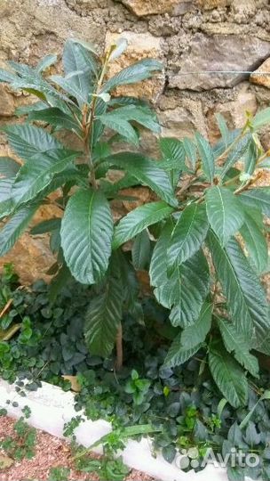 Мушмула(японская яблоня)