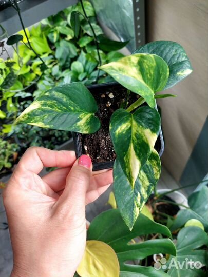 Комнатные растения