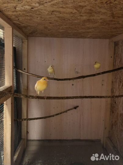 Певчие и дикие птицы