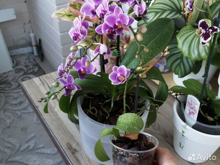 Фаленопсис