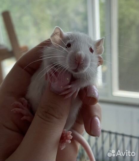 Крысята дамбо