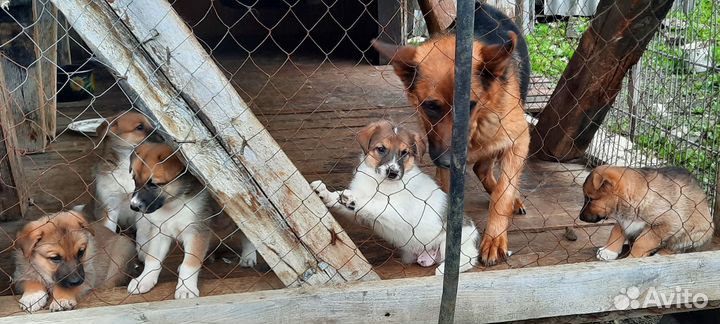 Собаки бесплатно в добрые руки щенки