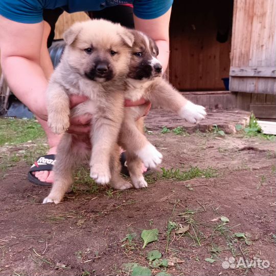 Собака в добрые руки отдам бесплатно