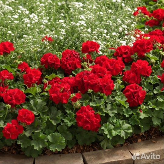 Пеларгонии сортовые