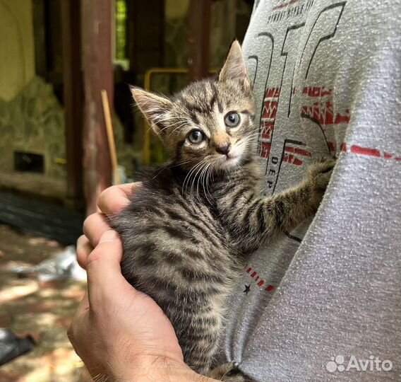 Котенок полосатик Янис