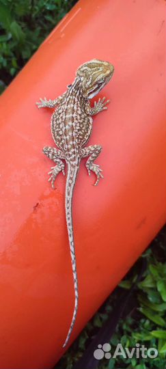 Бородатая агама