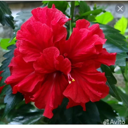 Комнатные растения