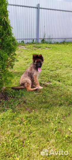 Щенок мальчик в добрые руки