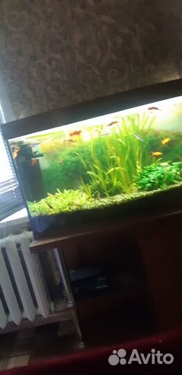 Аквариум