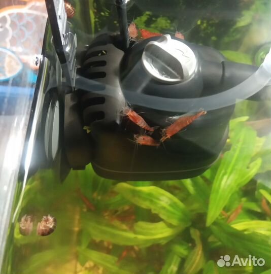 Аквариумные креветки вишня красные