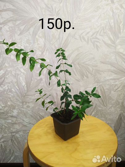 Миртовое дерево, мирт