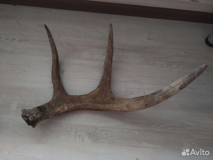 Продам рога лося