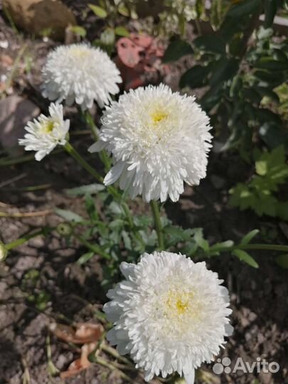 Сортовые нивянники