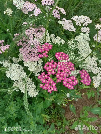 Цветы садовые многолетние