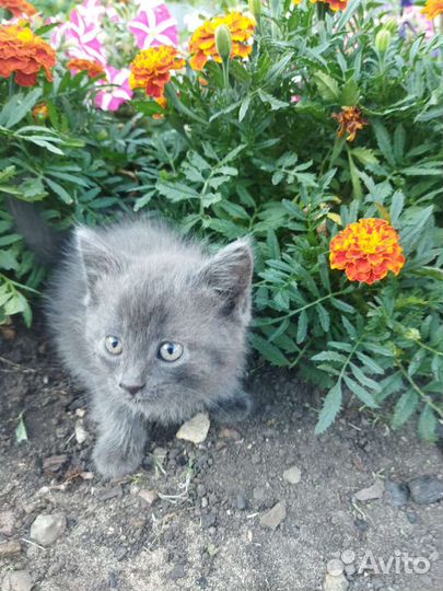 Кошка в дар бесплатно