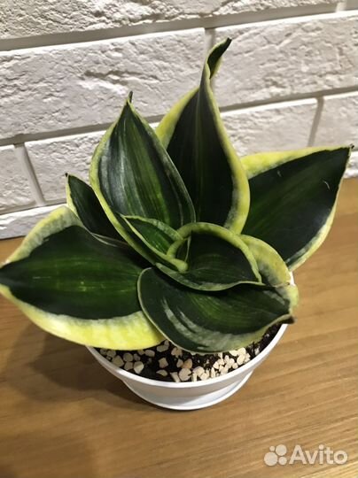 Сансевиерии Пагода стриата, Сил.Перрот, Муншайн