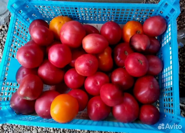 Помидоры свежие домашние