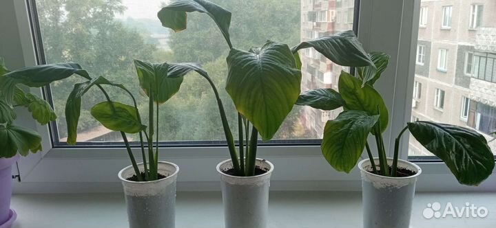 Спатифиллум(женское счастье)