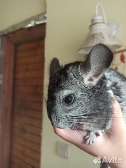 Шиншилла девочка