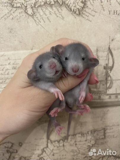 Крысята Дамбо много окрасов