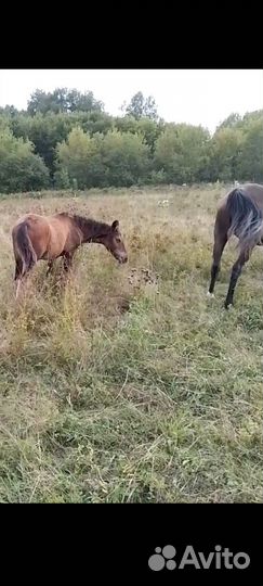 Кобылы продам