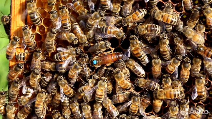 Пчеломатки бакфаст