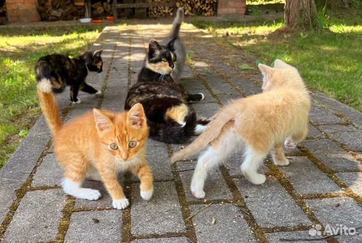 Котятки малыши в дар