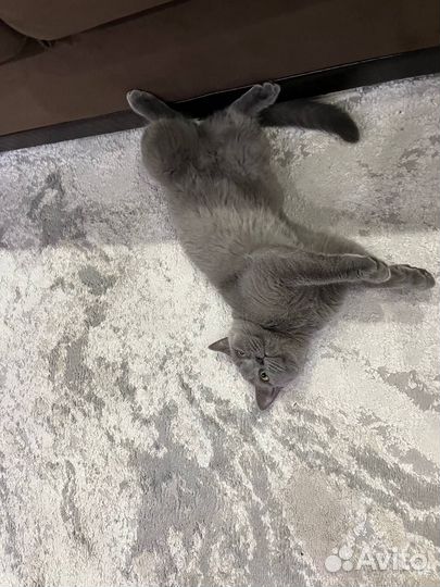 Британская кошка