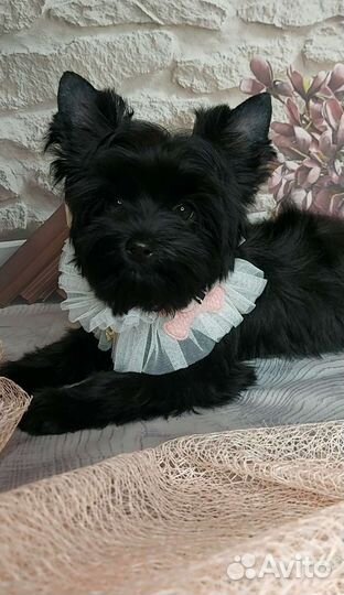 Чёрный йорк Шоколадный йорк Цветной йорк