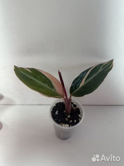 Строманта триколор