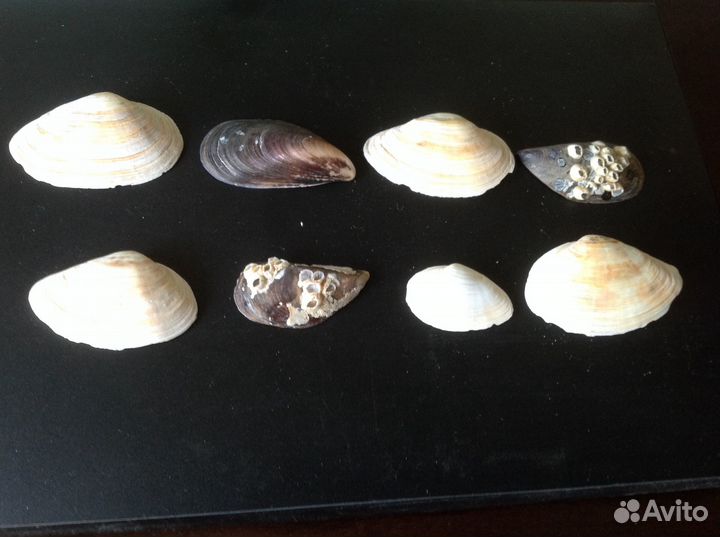 Лот 2 наборы ракушек