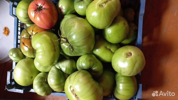 Продам помидоры