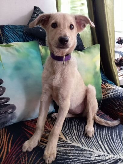 Собака в добрые руки отдам бесплатно