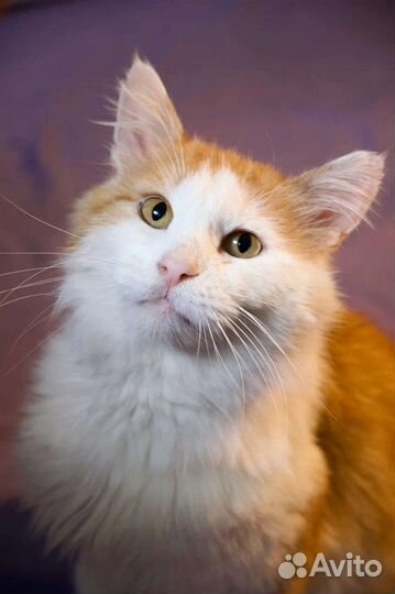 Кошка в дар