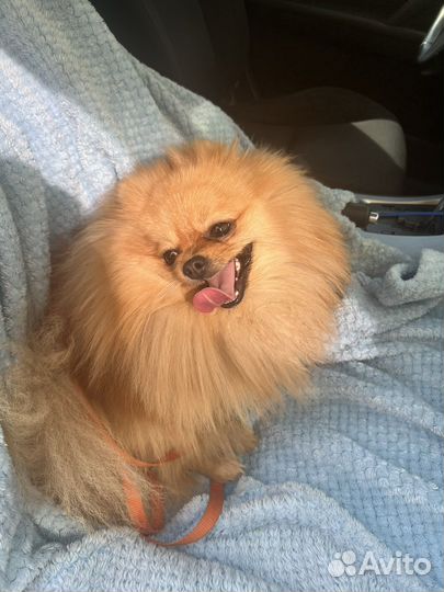 Шпиц кобель вязка