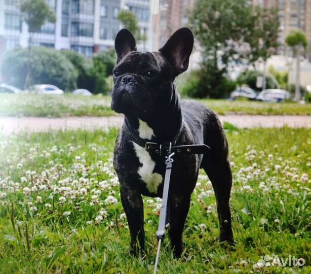 Вязка французский бульдог