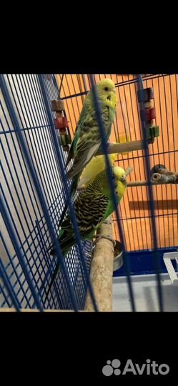Попугаи волнистые