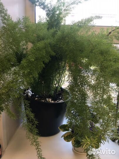 Аспарагус Мейера