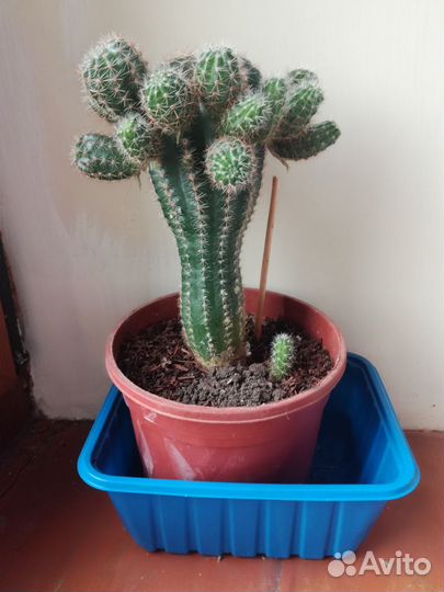 Кактус многодетный