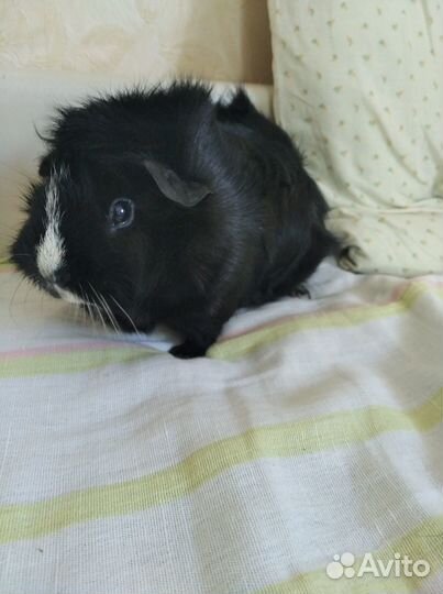 Морская свинка