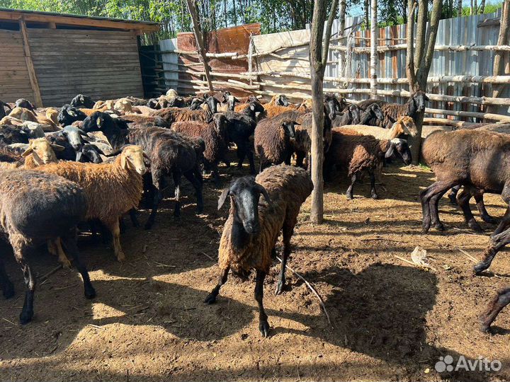 Овцы, бараны, ягнята,козы